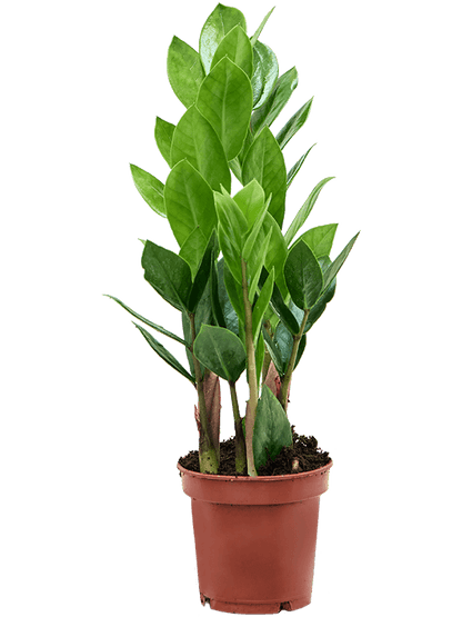 Zamioculcas zamiifolia – Set van 9 stuks