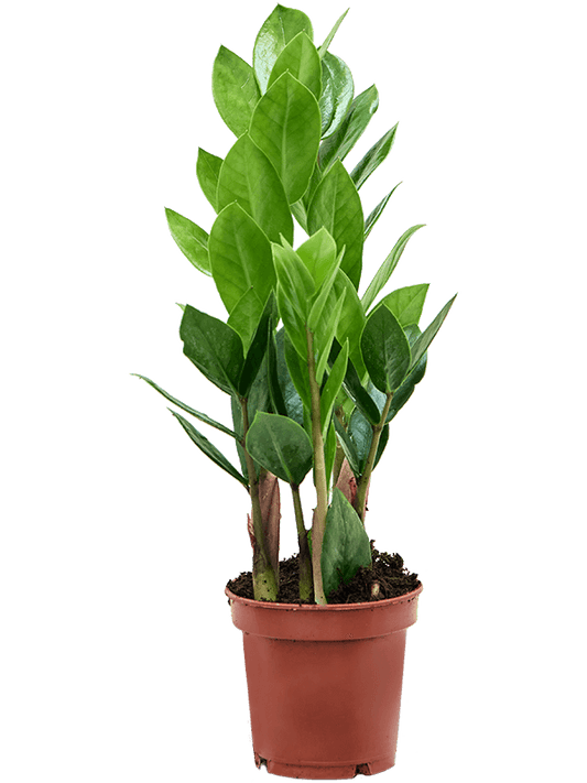Zamioculcas zamiifolia – Set van 9 stuks