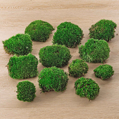 Comnox - Live Cushion Moss - Natuurlijke Decoratie - Leucobryum glaucum