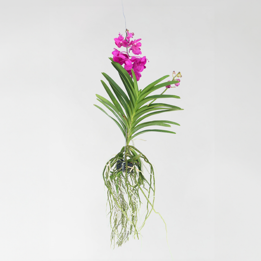 Vanda orchidee 'Tayanee Cerise' - Creme-wit
