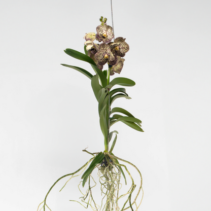 Vanda 'Ocelot Mocha' - Orchidee - Paars