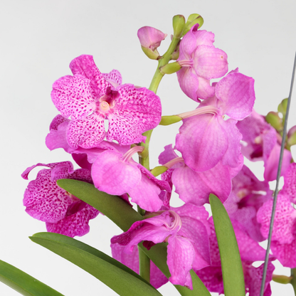 Vanda Magic XXL - Roze
