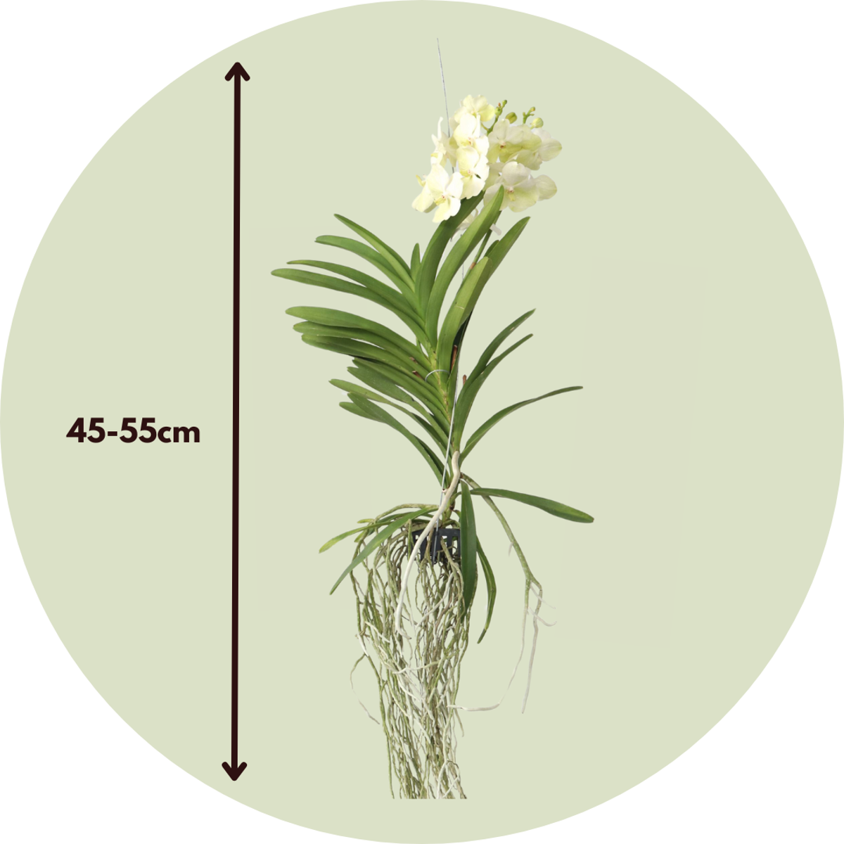 Vanda 'Tayanee White' - Wit