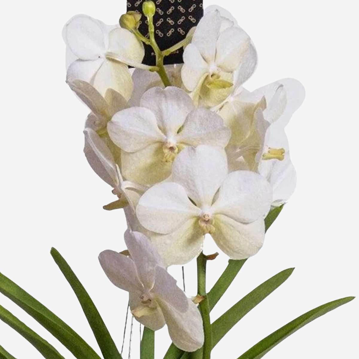 Vanda orchidee - Wit - L