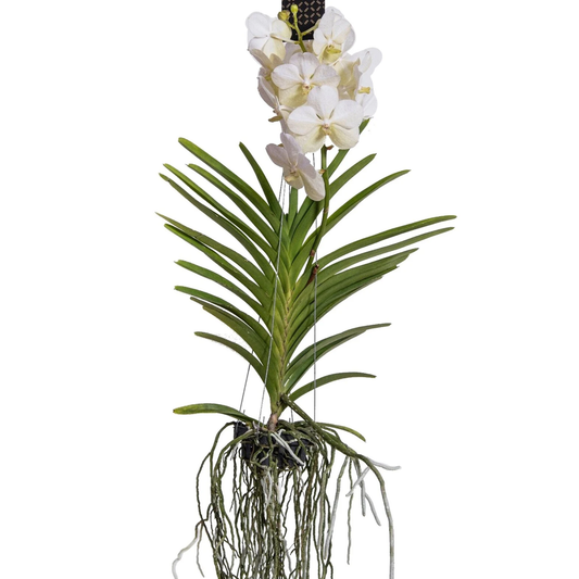 Vanda orchidee - Wit - L