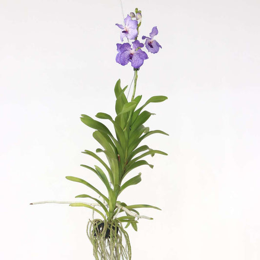 Vanda 'New Blue' - Orchidee - Blauw