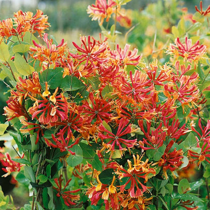 Lonicera heckrottii 'Goldflame' - Kamperfoelie