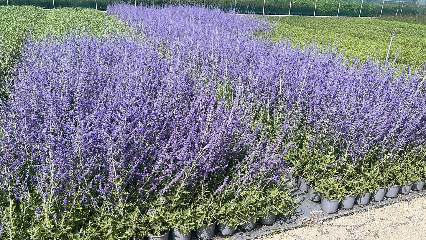 Perovskia 'Blue Spire' - Russische Salie