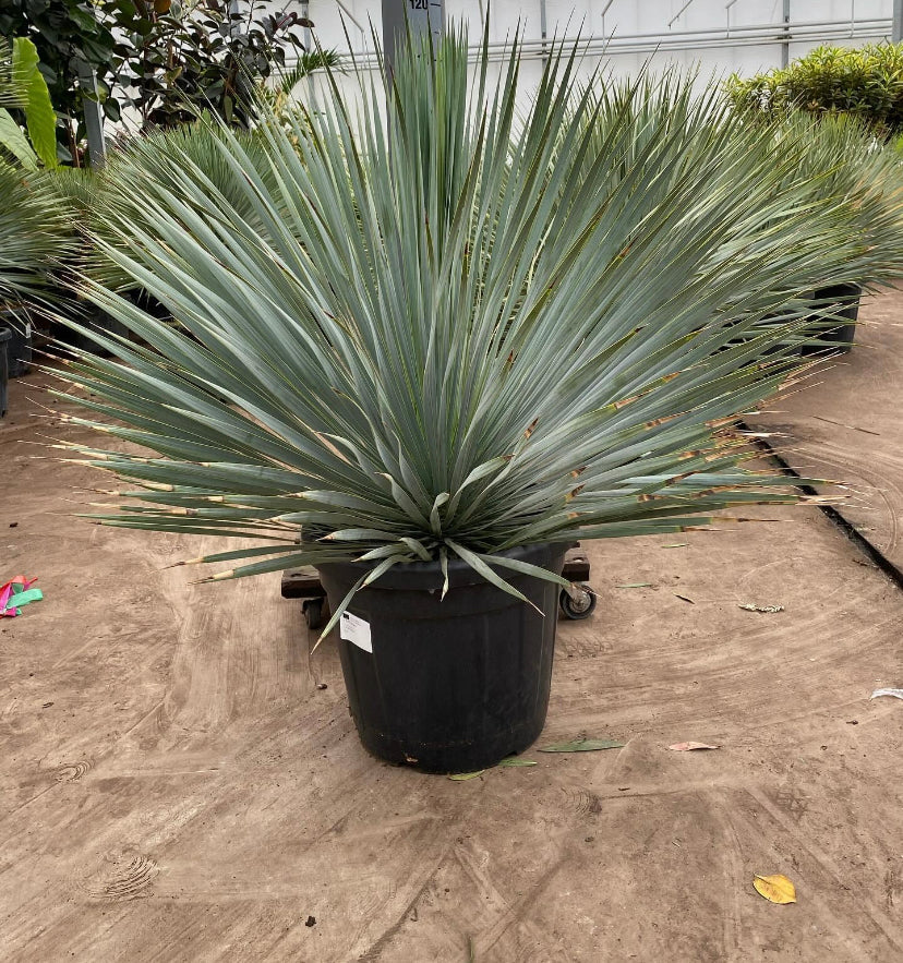 Yucca Rostrata