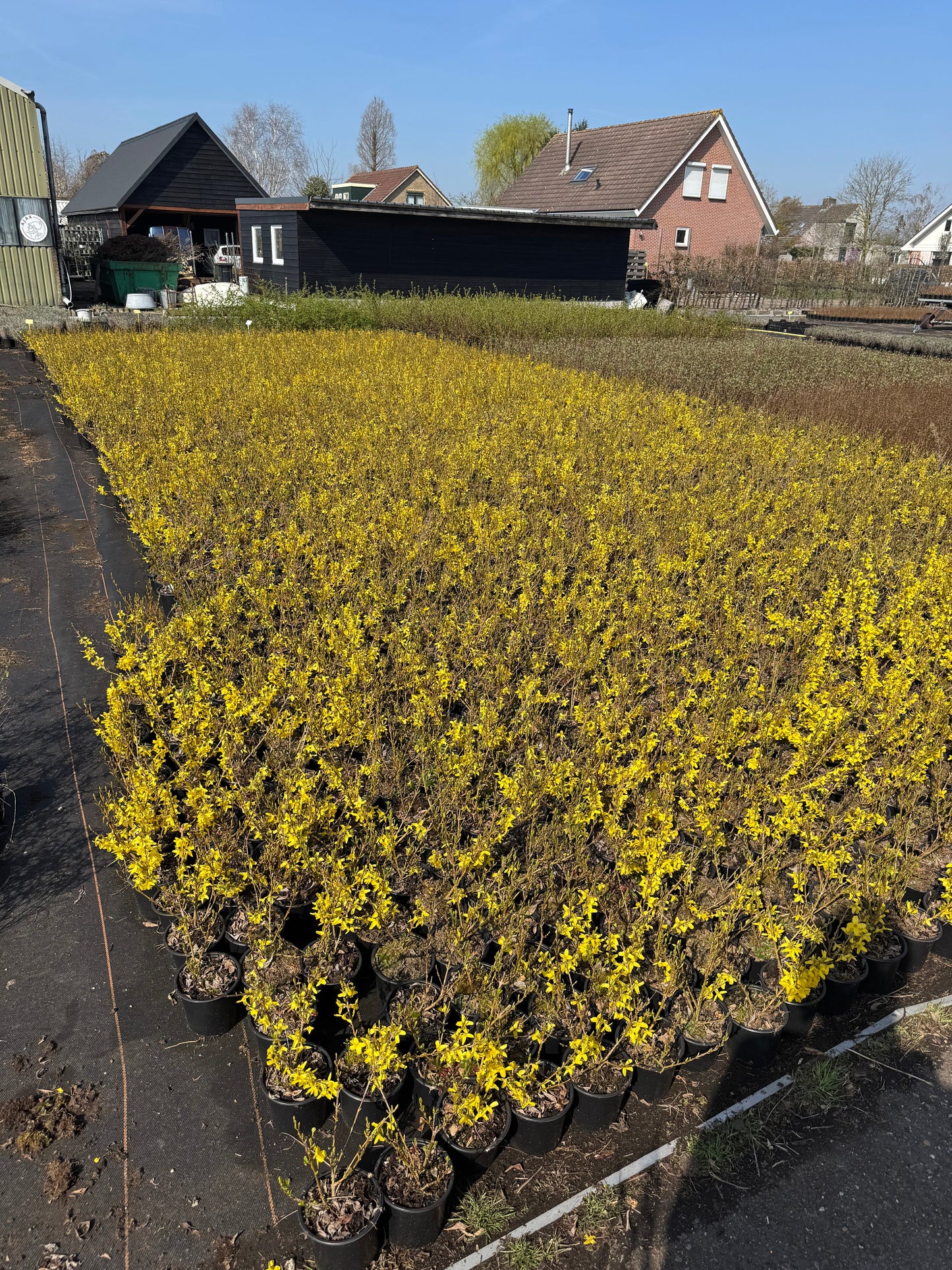 Forsythia intermedia ´Week-End´ - Chinees klokje