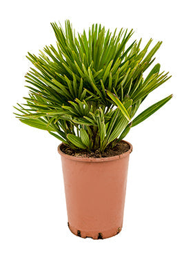 Chamaerops humilis 'Compacta'