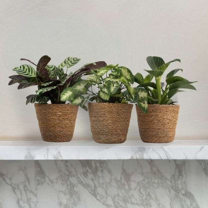 Thuismix - Set van 3