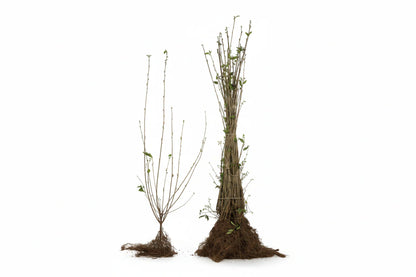 Ligustrum vulgare - Ligusterhaag blote wortel