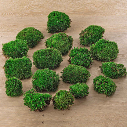 Live Cushion Moss - Premium Fresh Moss - Bun Moss - Pillow Moss - Leucobryum glaucum