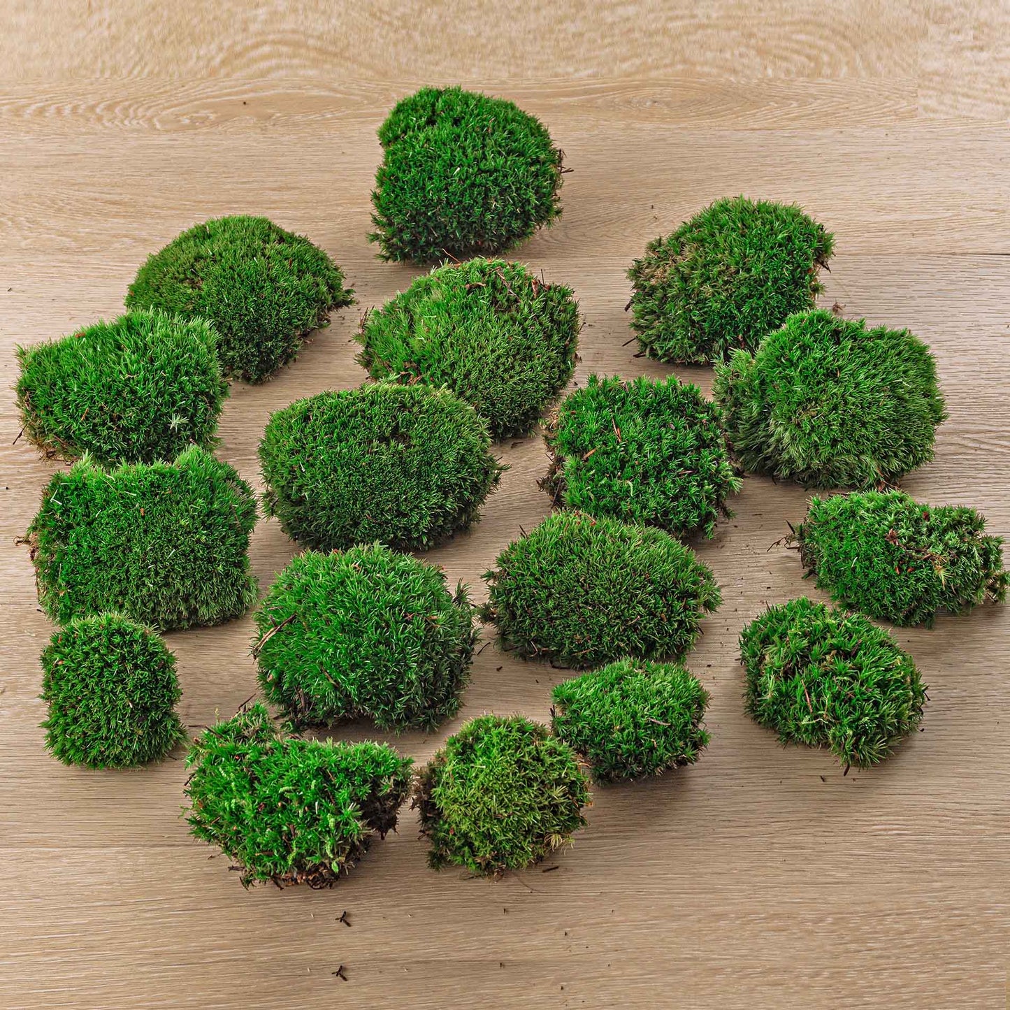 Comnox - Live Cushion Moss - Natuurlijke Decoratie - Leucobryum glaucum