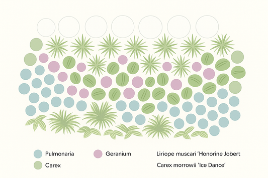 Borderpakket – Jaarrond kleur & bloei – Frisse tinten & zachte uitstraling - 5m² - 50 planten