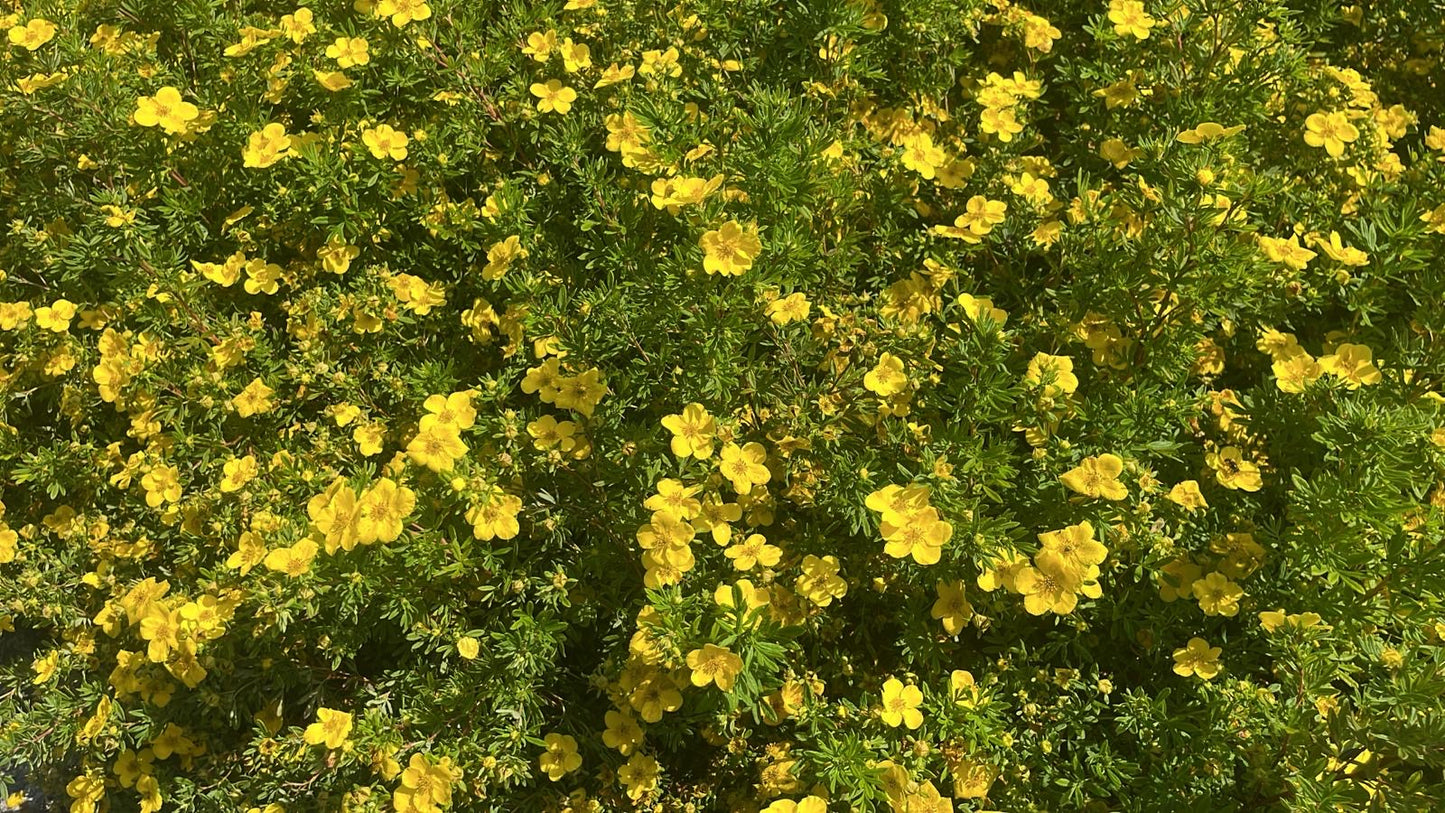 Potentilla frut. Goldfinger - Ganzerik Geel