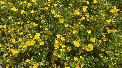 Potentilla frut. Goldfinger - Ganzerik Geel