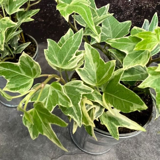 Groene, compacte struiken in zwarte potten, met blauw-groene etiketten, geschikt voor tuin- en binnenruimte. Perfect voor decoratieve tuinbouw of als binnenplant.