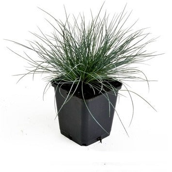Festuca glauca 'Elijah Blue' - Blauw Schapengras - pakket 24 stuks