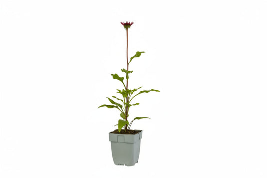 Rode coneflowers met witte randen bloeien in een dichte, groene tuin. Perfect voor tuinieren en decoratie in de zomer.
