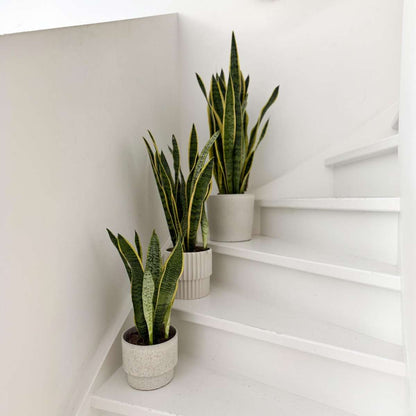 Sansevieria Laurentii