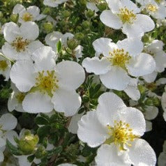 Potentilla frut. Abbotswood - Ganzerik wit