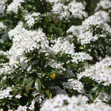 Viburnum tinus - Sneeuwbal