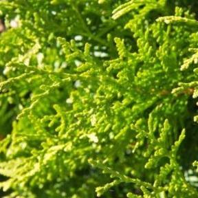Thuja occidentalis 'Brabant' met kluit - Coniferenhaag