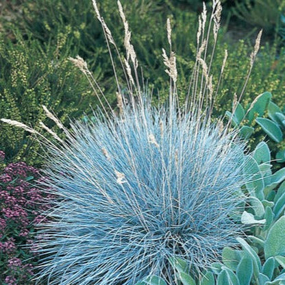Festuca glauca 'Elijah Blue' - Blauw Schapengras - pakket 24 stuks