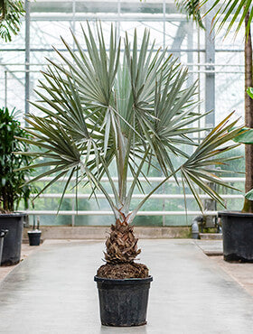 Bismarckia nobilis
