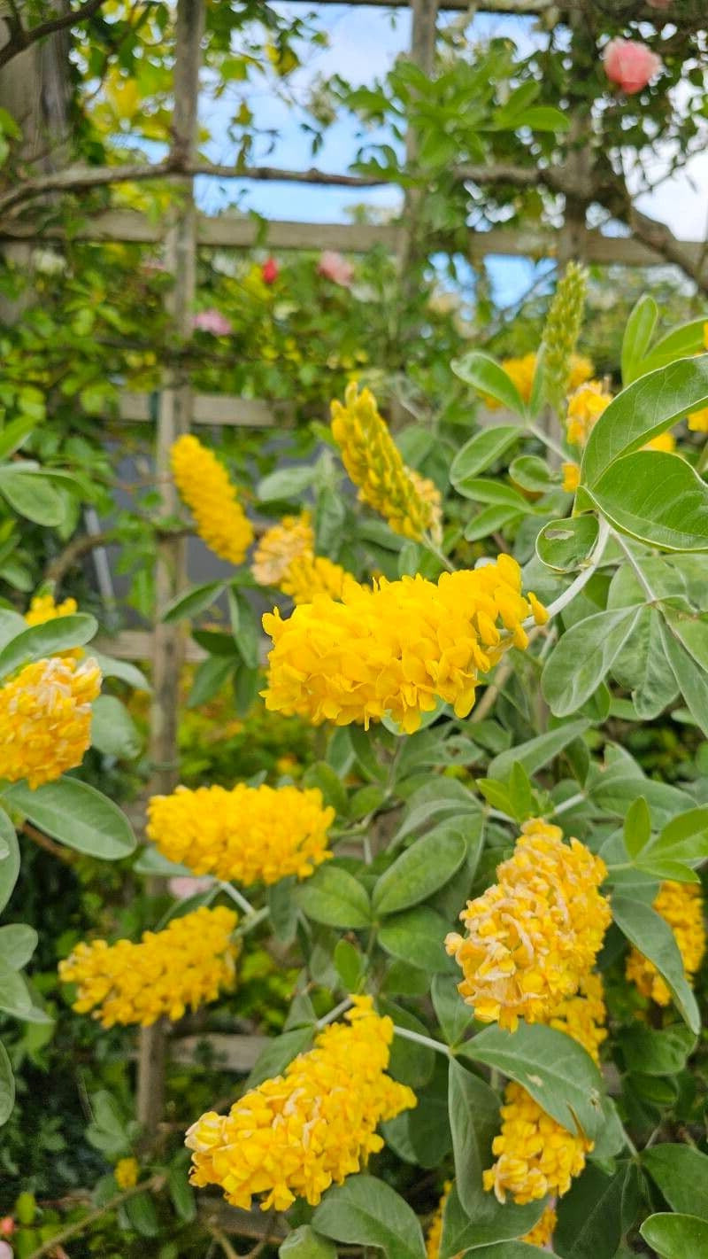 Argyrocytisus battandieri - Boombrem