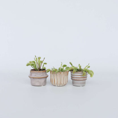 Dionaea Muscipula - Set van 3 - Venus Vliegenvanger