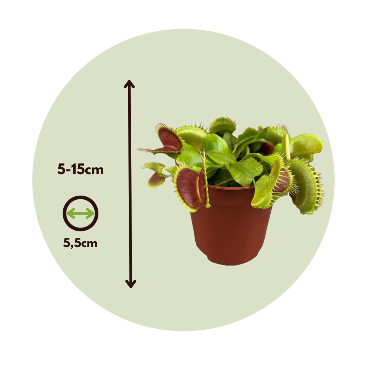 Dionaea Muscipula - Set van 6 - Venus Vliegenvanger