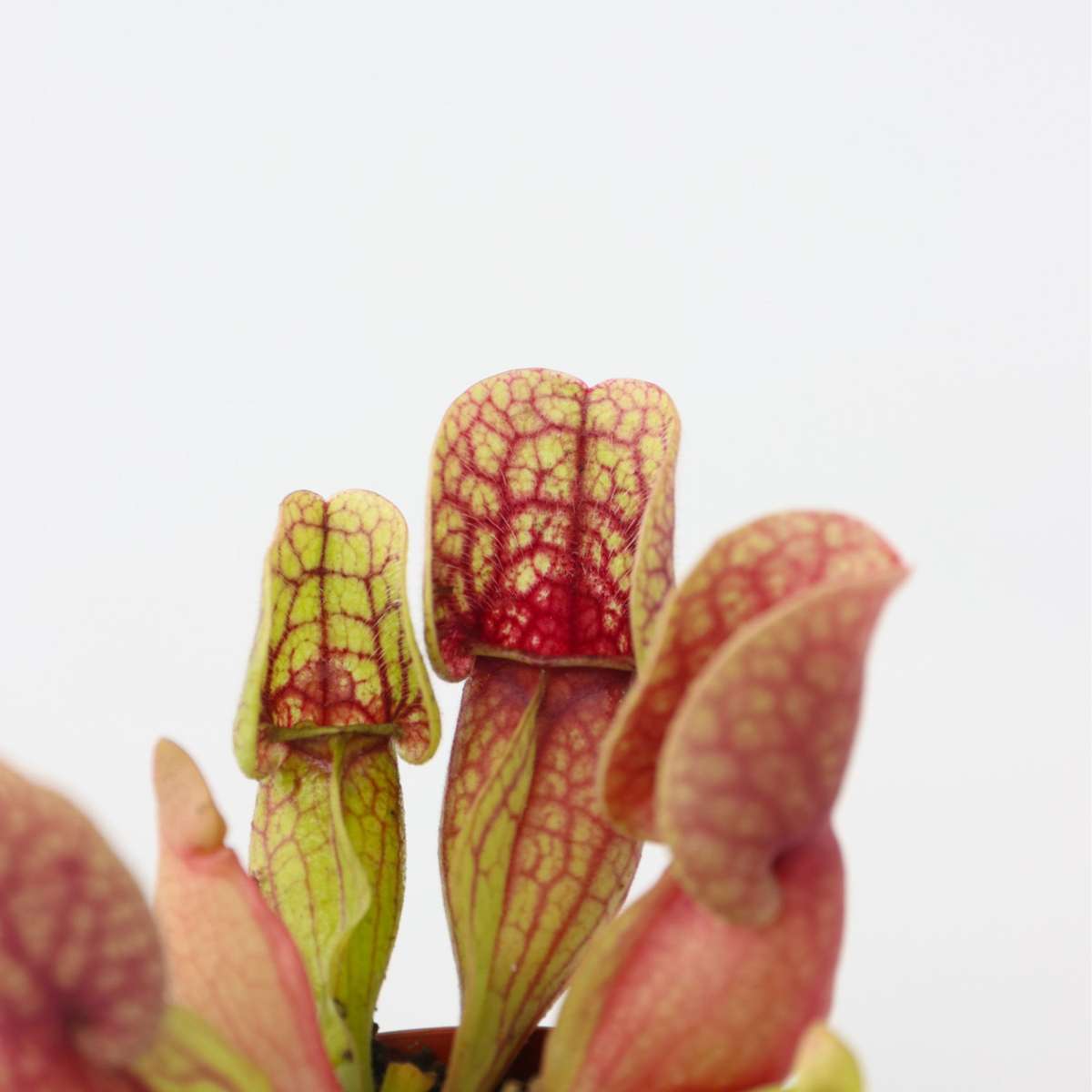 Sarracenia purpurea - Set van 6 - Vleesetende plant
