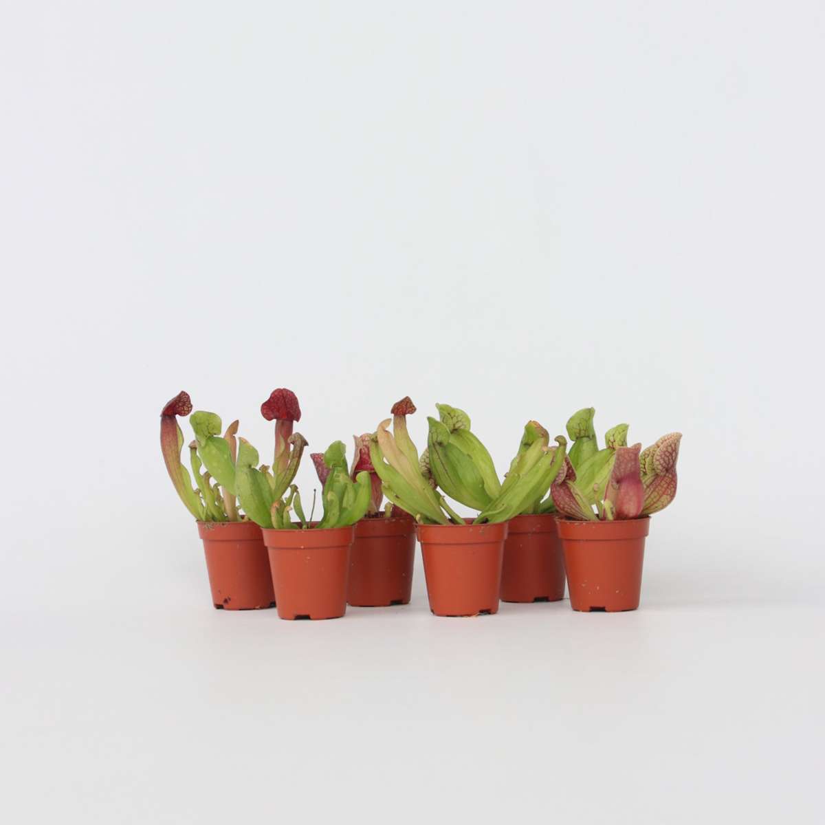 Sarracenia purpurea - Set van 6 - Vleesetende plant