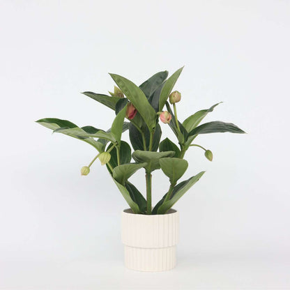 Medinilla Magnifica 'Flamenco'