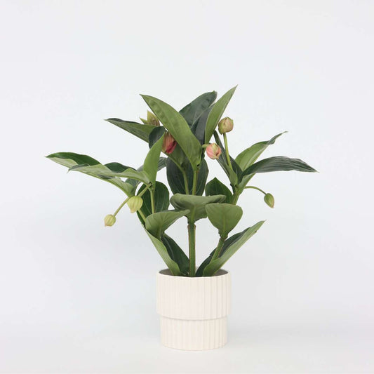 Medinilla Magnifica 'Flamenco'