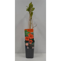 Campsis 'galen' - Oranje-Rode Trompetbloem