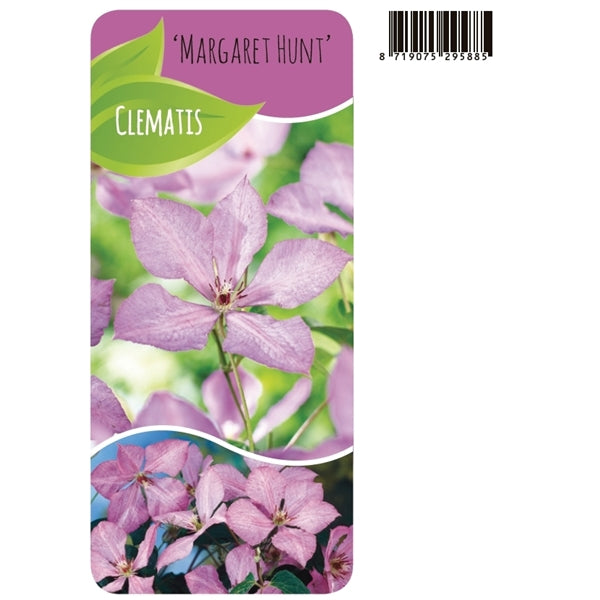 Clematis 'Margaret Hunt' - Roze bosrank