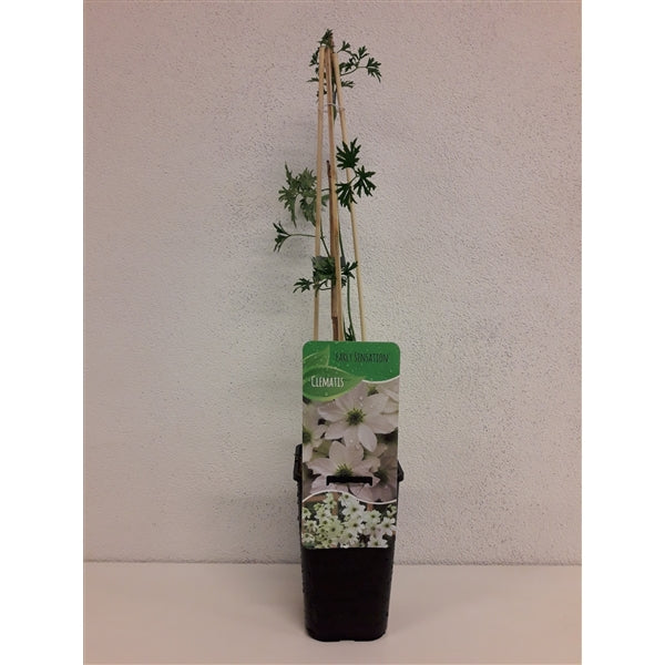 Clematis 'Early Sensation' - Witte bosrank