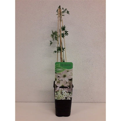 Clematis 'Early Sensation' - Witte bosrank