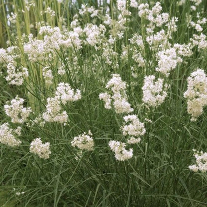 Luzula nivea - Sneeuwwitte veldbies