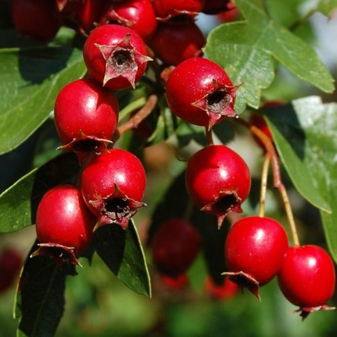 Crataegus monogyna - Meidoornhaag in pot