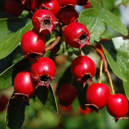 Crataegus monogyna - Meidoornhaag in pot