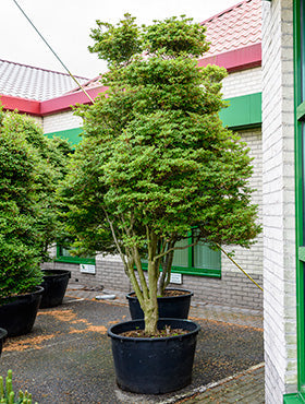 Enkianthus perulatus