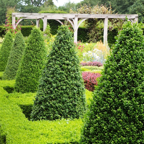 Buxus Kegels XL - Buxus sempervirens