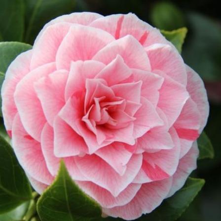 Camellia japonica 'Bonomiana'