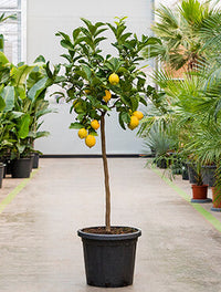 Citrus lemon