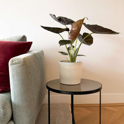 Alocasia 'Wentii' - Olifantsoor